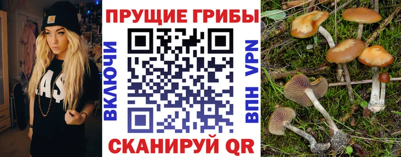 KRAKEN ССЫЛКА  Буйнакск  Галлюциногенные грибы Psilocybe 